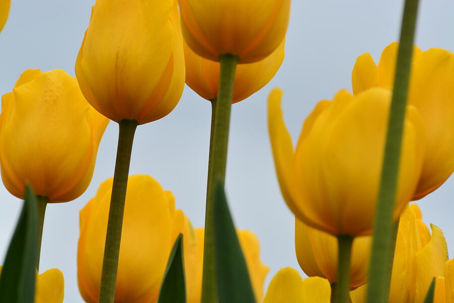 Yellow Tulips Photograph by Randy J Heath