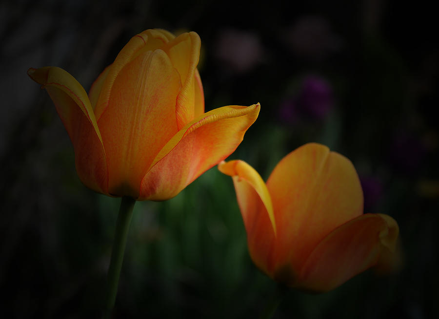 Tulip Photograph - Yellow Tulips by Richard Andrews