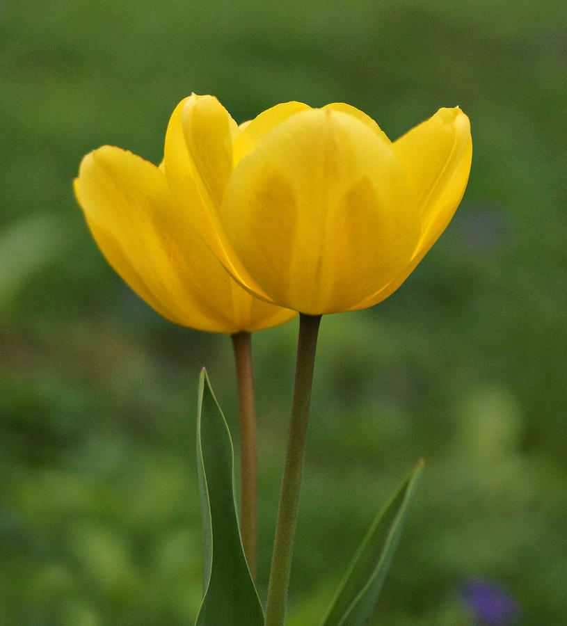 Two Yellow Tulips Photograph by Sandy Keeton