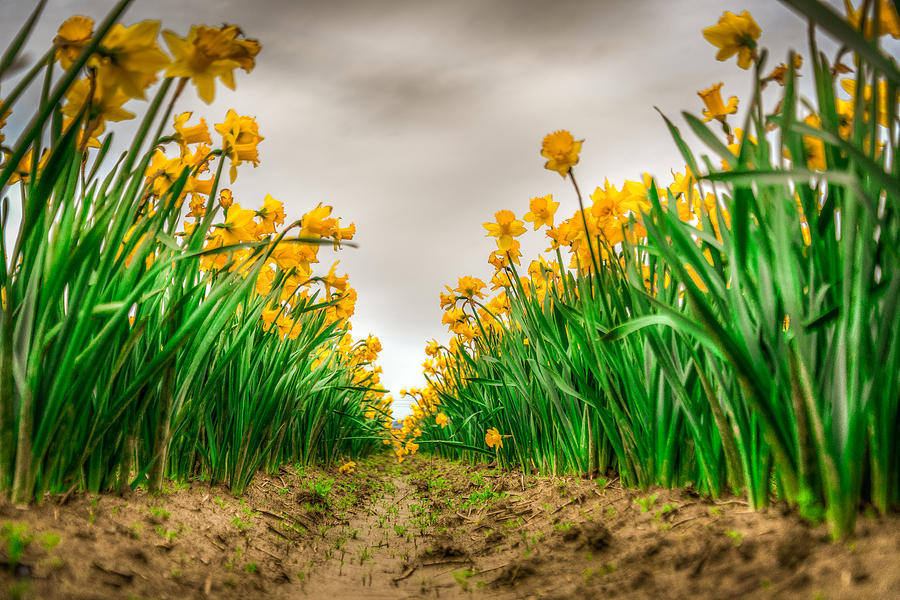 Flower Photograph - Daffodil Row by Spencer McDonald