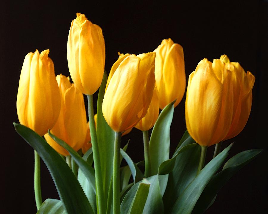 Yellow Tulips Photograph by Timothy Bulone