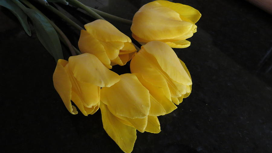 Yellow Tulips With A Dark Background Photograph by Kay Novy