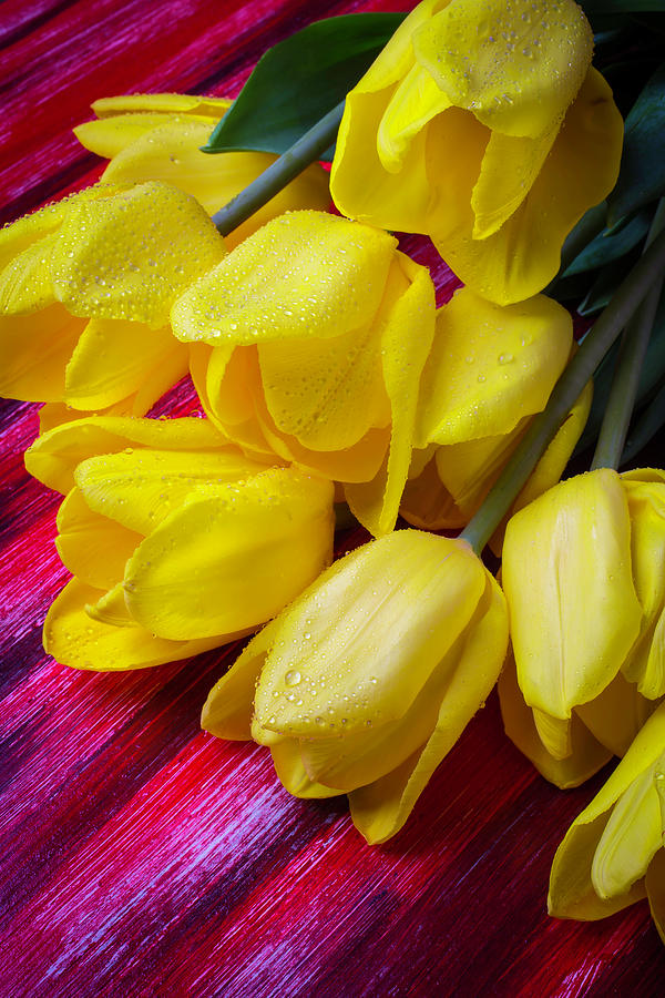 Yellow Tulips With Dew Drops Photograph by Garry Gay