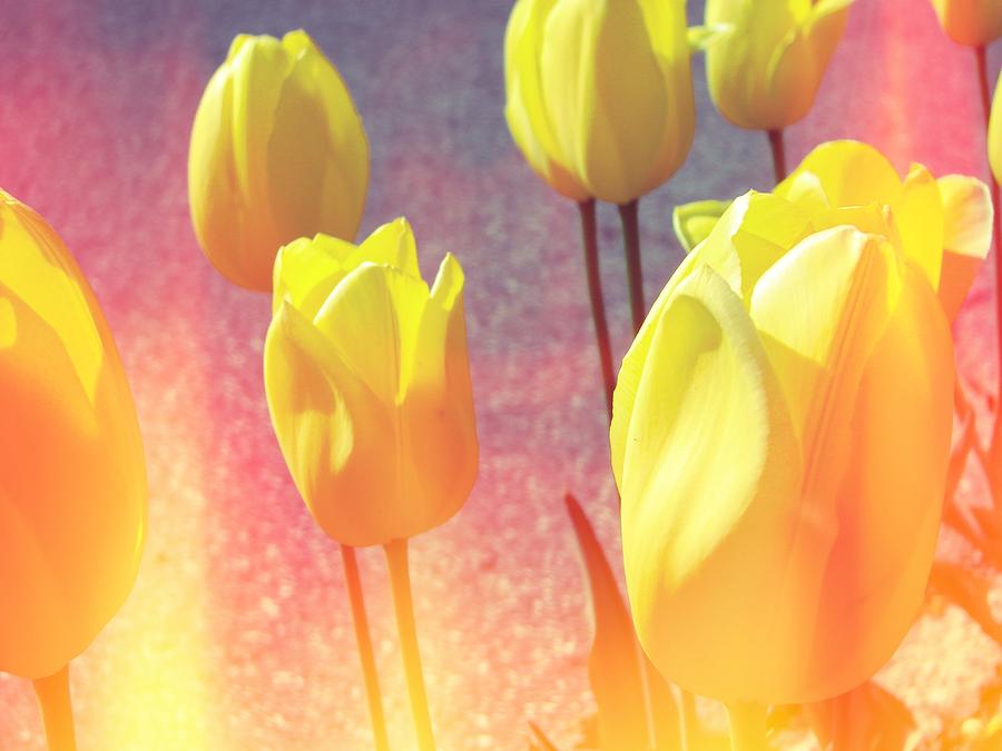 Yellow Tulips with Pink Photograph by Michelle Calkins