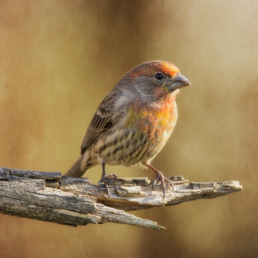 Yellow Variant House Finch Photograph by Bill and Linda Tiepelman