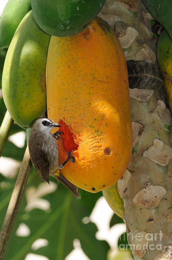 yellow vented bird food