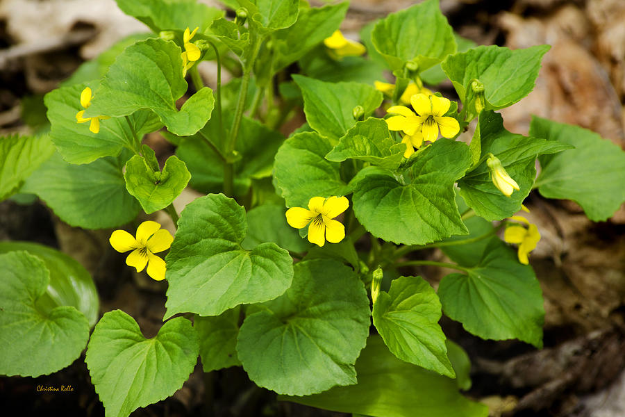 Yellow Violets Photograph by Christina Rollo