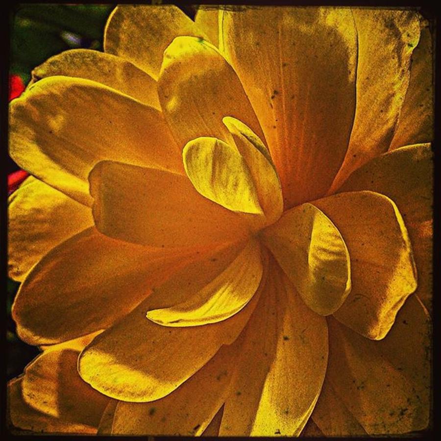 Flower Photograph - #yellow #vivid #vibrant #colour #petals by Sam Stratton