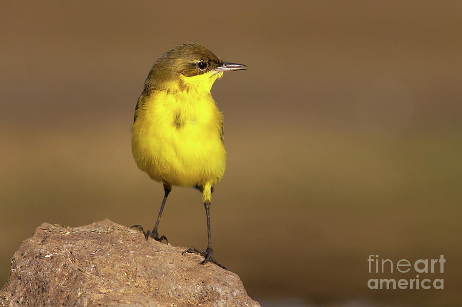 Yellow wagtail  Photograph by Alon Meir