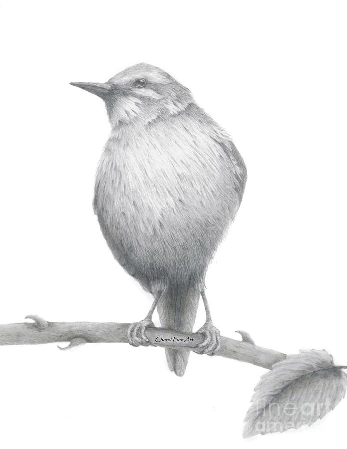 Yellow Wagtail Drawing by Charel Fine Art - Fine Art America