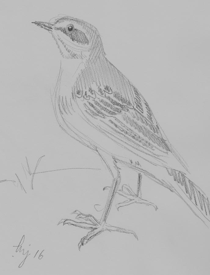 Yellow Wagtail pencil sketch Drawing by Mike Jory