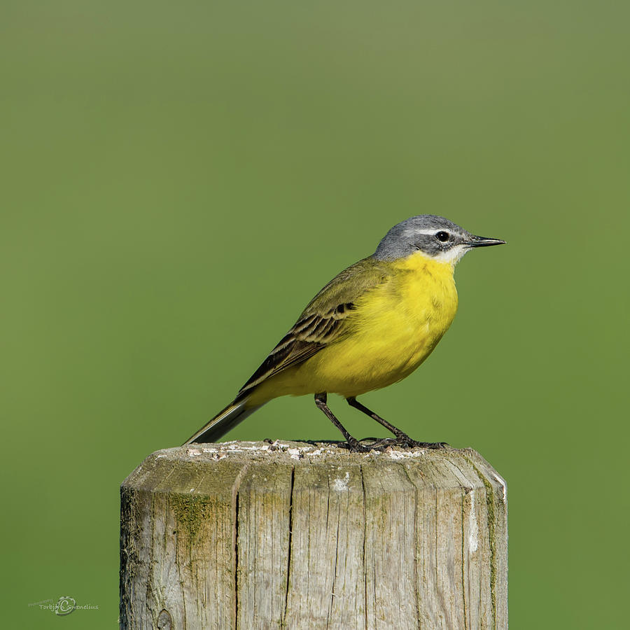 Yellow Wagtail perching on the roundpole a close-up Photograph by Torbjorn Swenelius