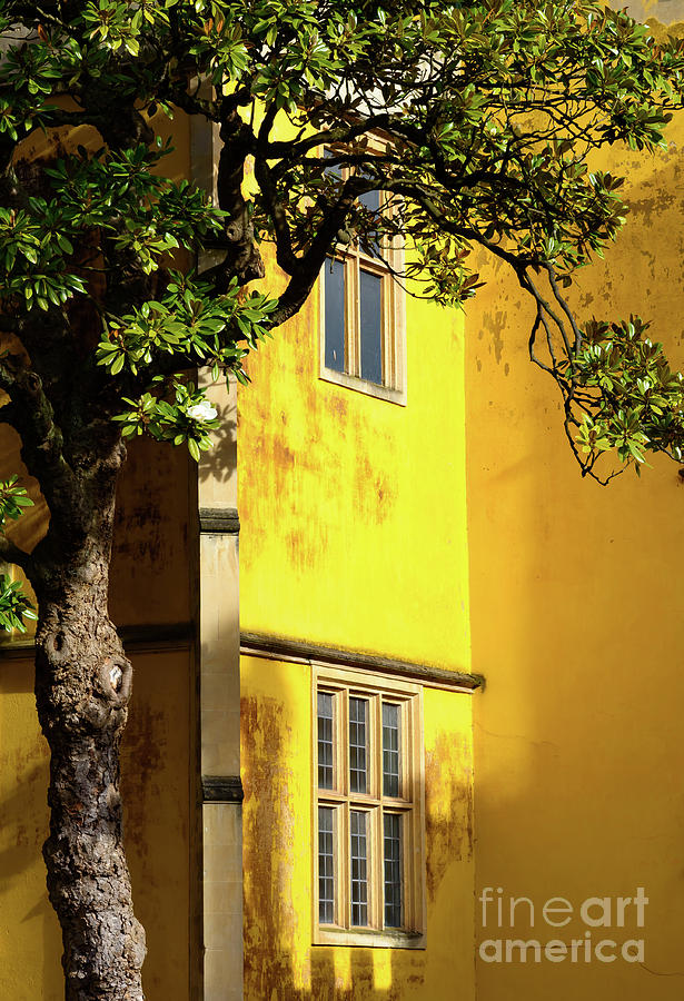 Yellow wall in the sun Photograph by Colin Rayner
