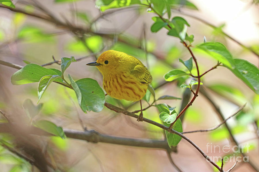 Yellow Warbler 0576 Photograph by Jack Schultz
