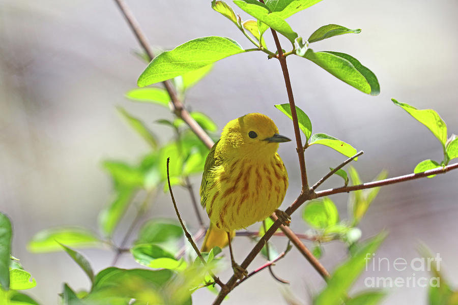 Yellow Warbler 0578 Photograph by Jack Schultz