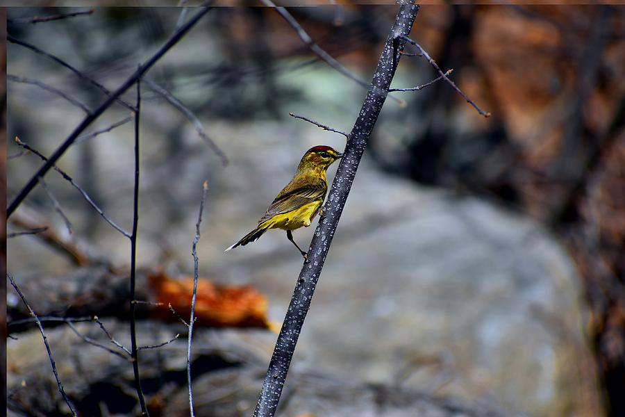 Yellow Warbler 2 Photograph by Nina Kindred