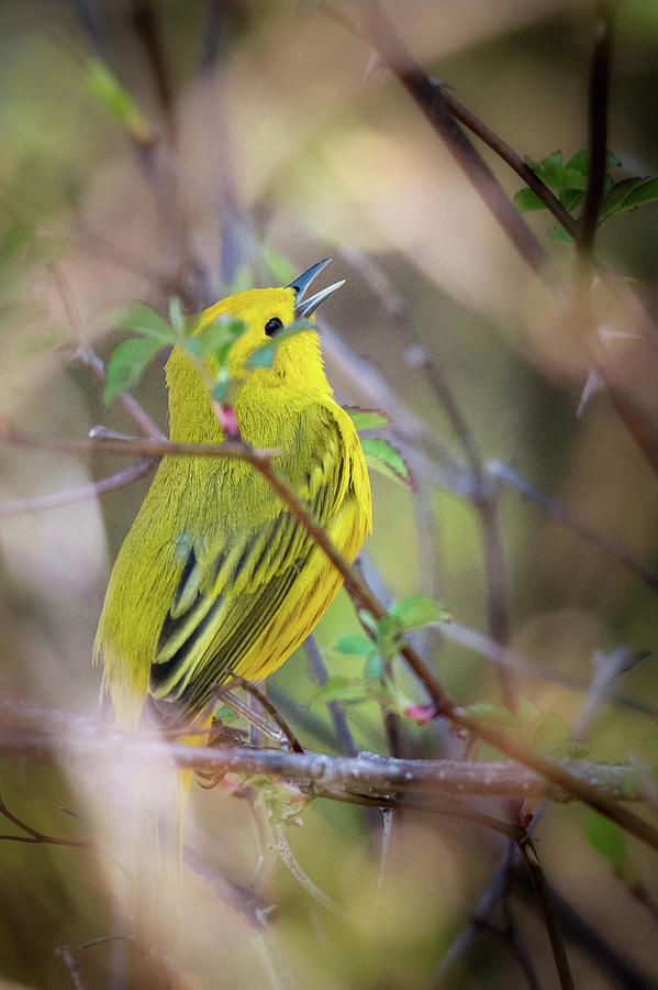Yellow warbler 2018 Photograph by Bill Wakeley