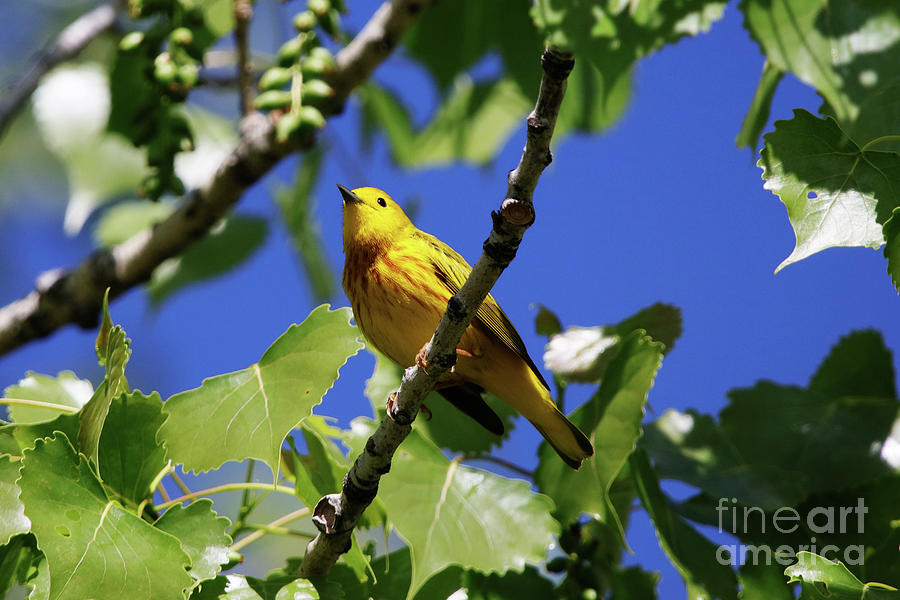 Yellow Warbler Photograph by Alyce Taylor