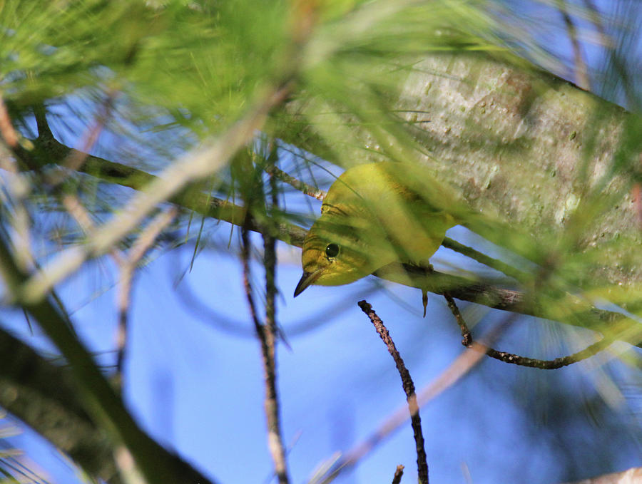 Yellow Warbler Photograph by Brook Burling