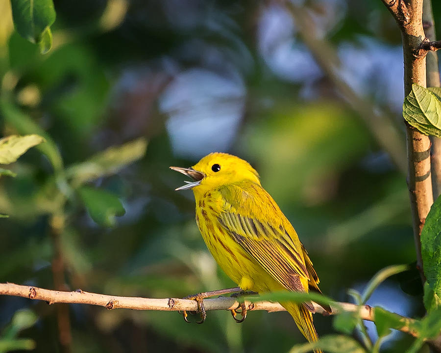 Yellow Warbler Calling Photograph by Bill Wakeley