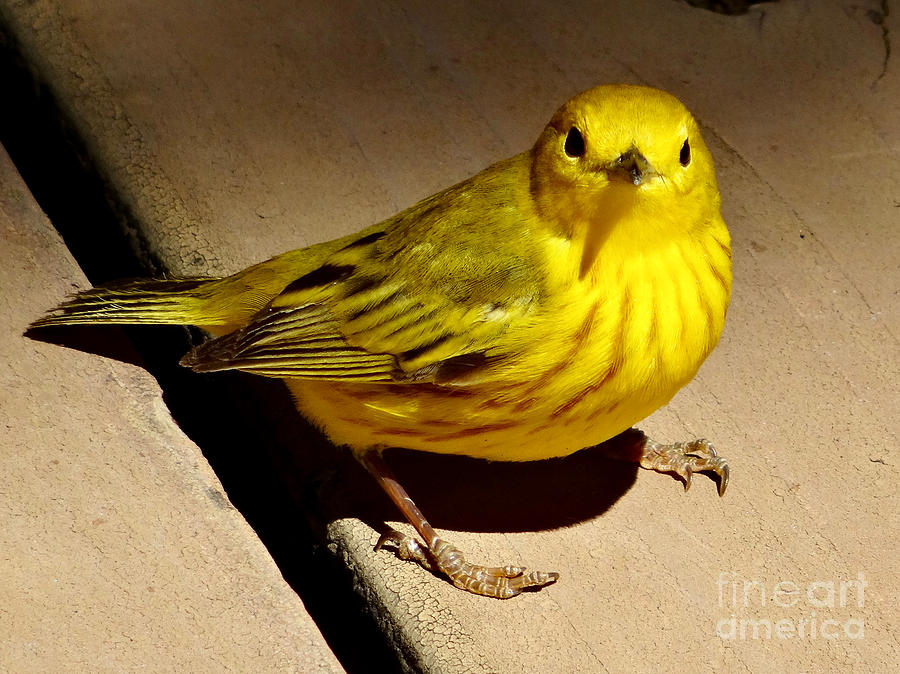 Yellow Warbler Photograph by Christopher Plummer