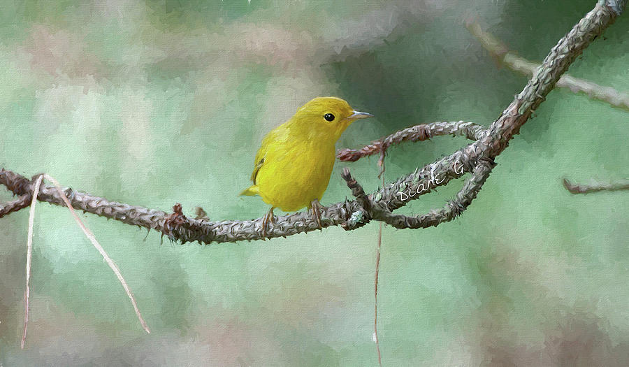 Yellow Warbler Photograph by Diane Giurco