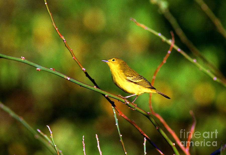 Yellow Warbler Galapagos Islands Photograph by Thomas R Fletcher