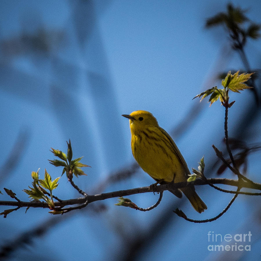 Yellow Warbler Photograph by Grace Grogan