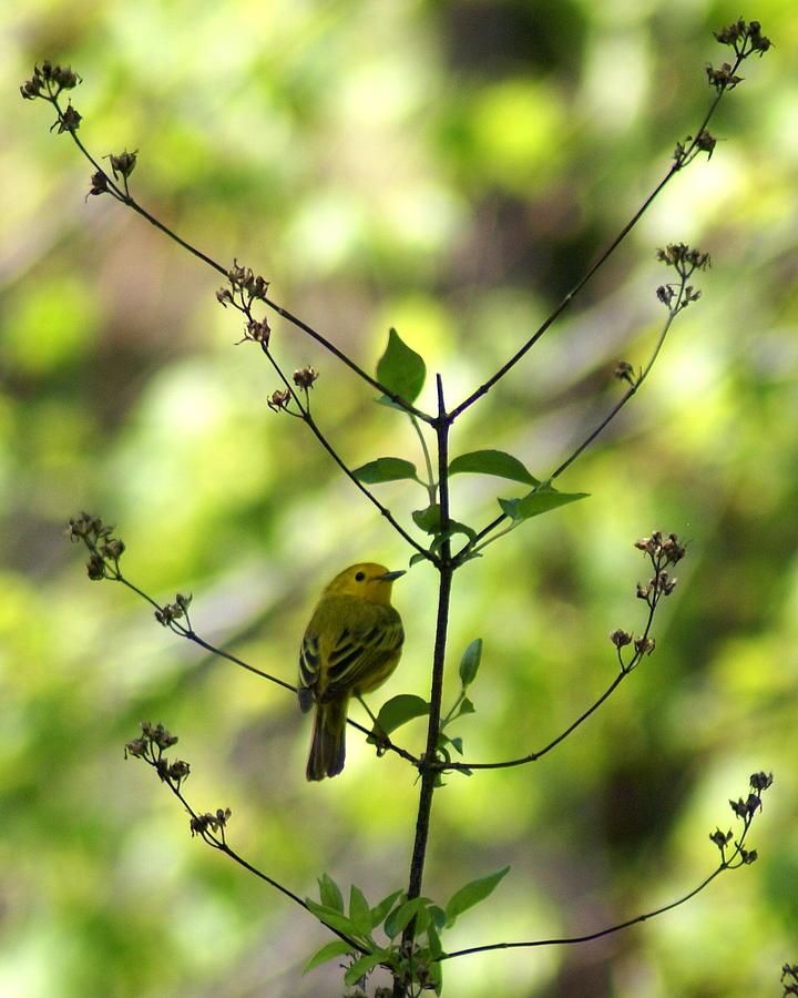 Bird Photograph - Yellow Warbler in a Tree 2 by Ben Upham III