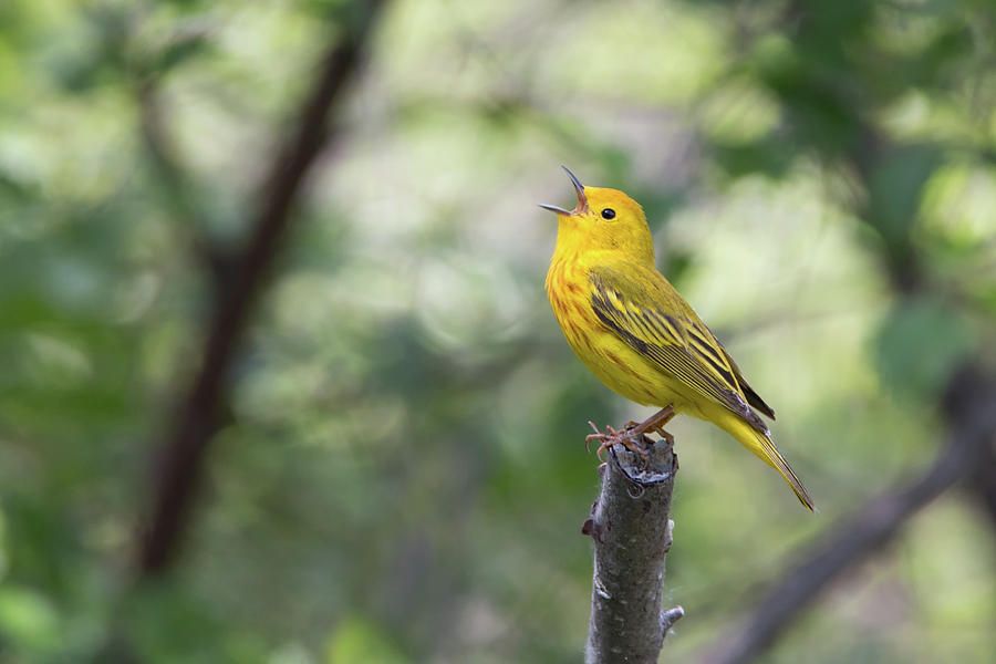 Yellow Warbler in song Photograph by Celine Pollard