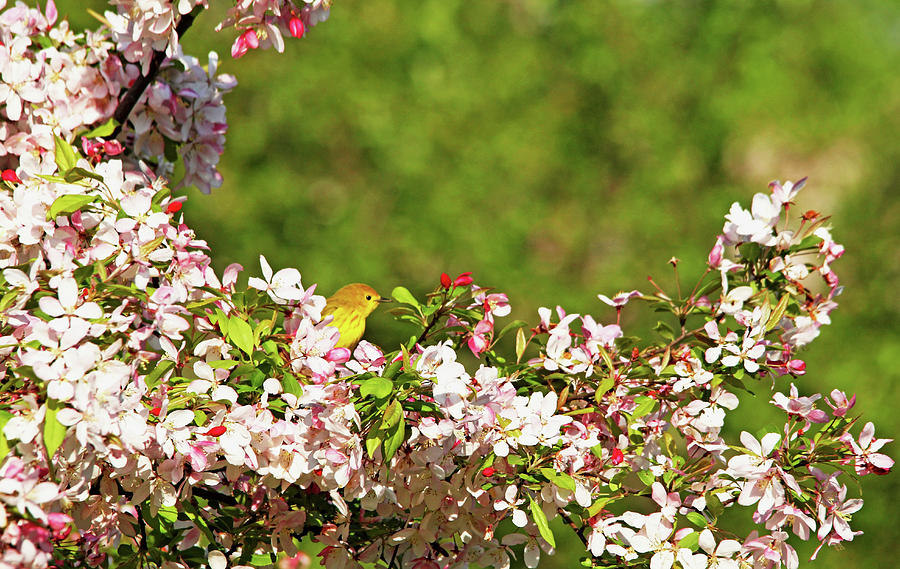 Yellow Warbler In The Blossoms Photograph by Debbie Oppermann