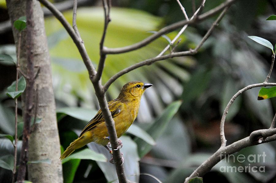 Yellow Warbler Photograph by John Black