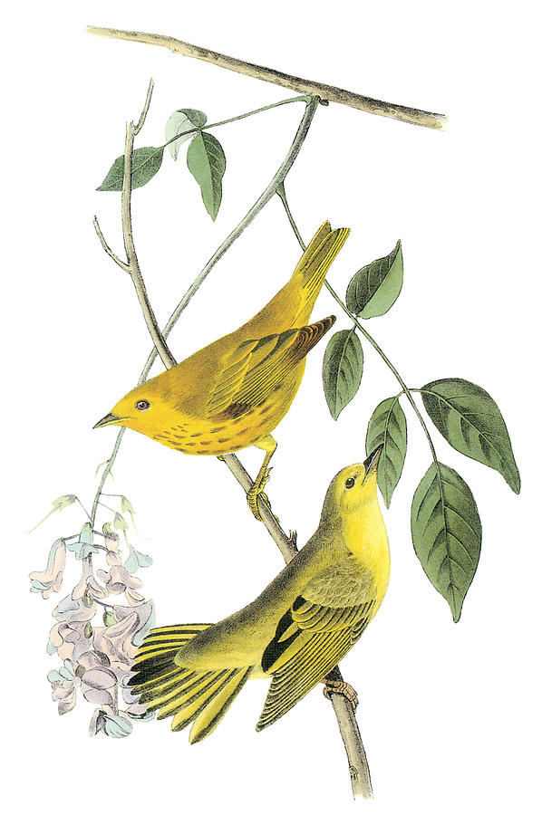 John James Audubon Painting - Yellow Warbler by John James Audubon