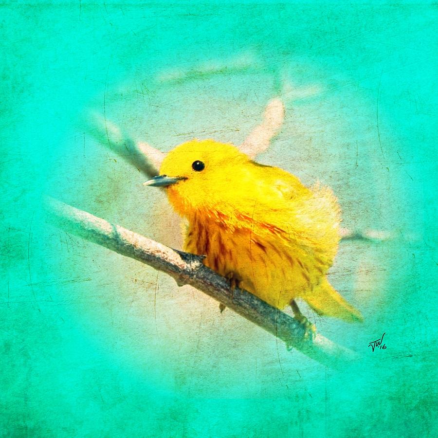 Yellow Warbler Photograph by John Wills