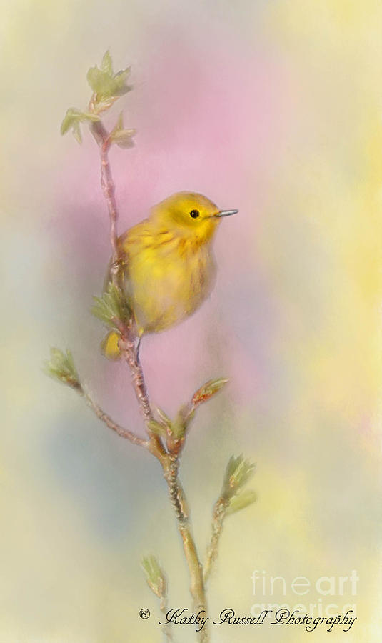Yellow Warbler Photograph by Kathy Russell