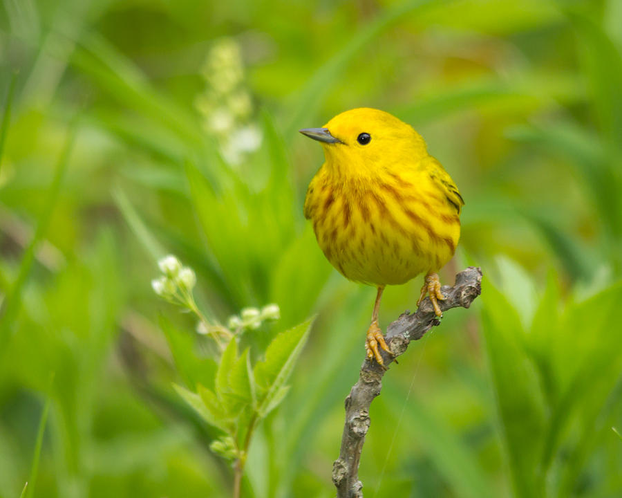 Yellow Photograph - Yellow Warbler by Kimberly Kotzian Yellow Photograph - Yellow Warbler by Kimberly Kotzian