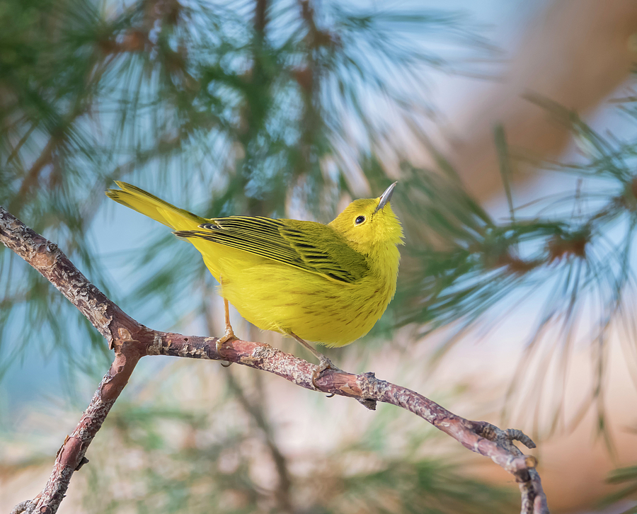 Yellow Warbler Photograph by Loree Johnson