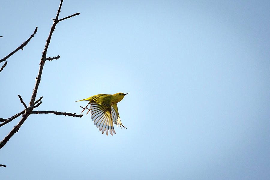 Bird Photograph - Yellow Warbler - Magee Marsh, Ohio by Jack R Perry