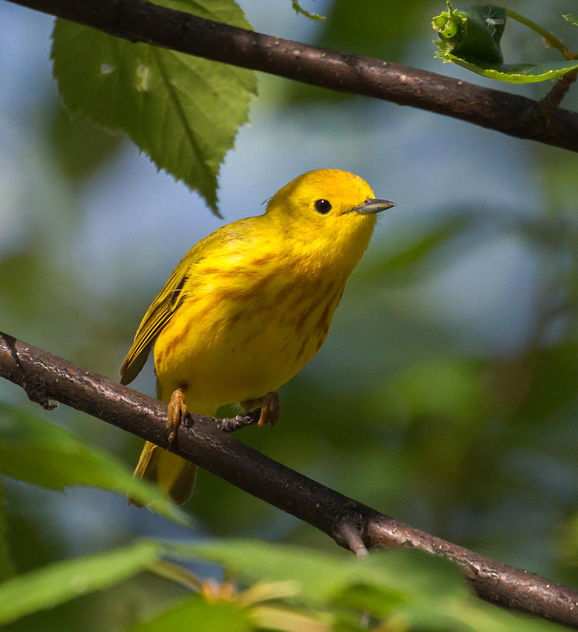 Yellow Warbler Male Photograph by Dee Carpenter | Fine Art America