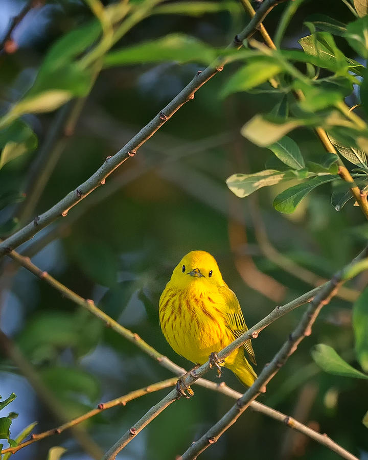 Warbler Photograph - Yellow Warbler Portrait by Bill Wakeley