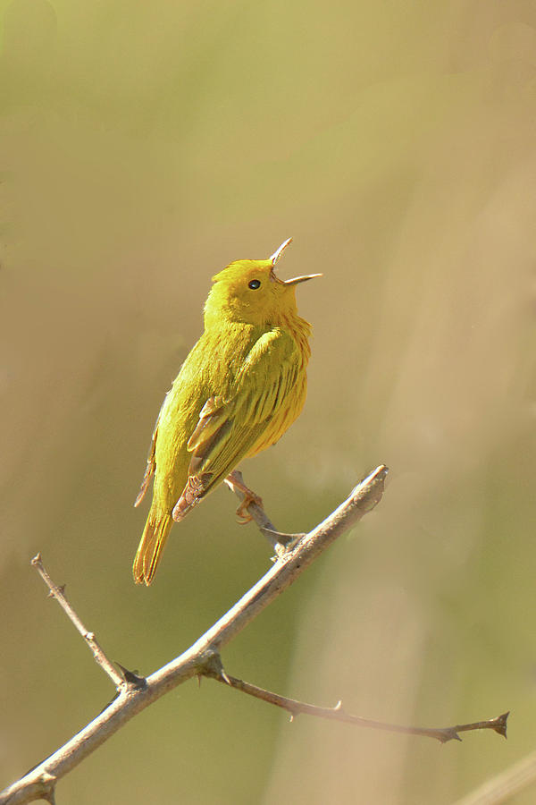 Yellow Warbler Song Photograph by Alan Lenk