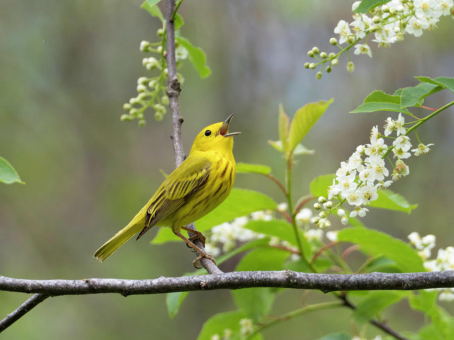 Yellow Warbler Songbird Singing In Tree Flowers Photograph By Scott Leslie