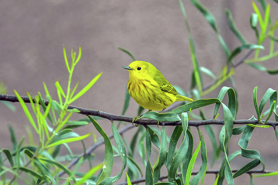 Yellow Warbler Photograph by Tam Ryan