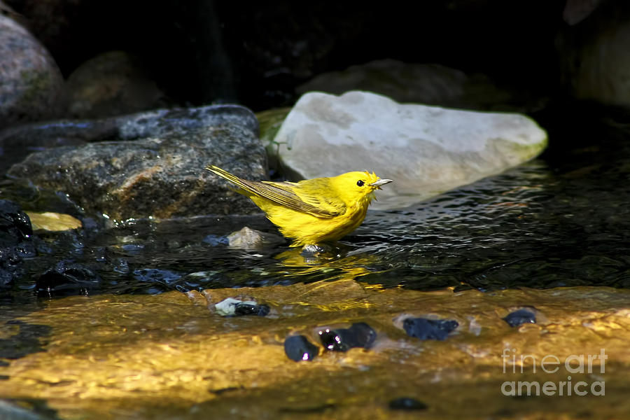 Warbler Photograph - Yellow Warbler by Teresa Zieba