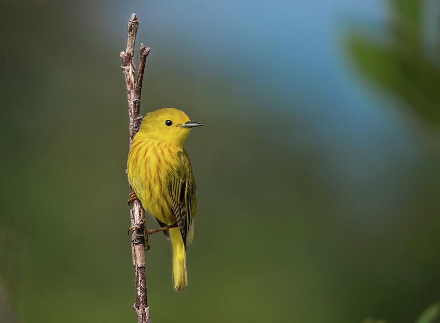 Yellow Warbler Photograph by Tracy Munson
