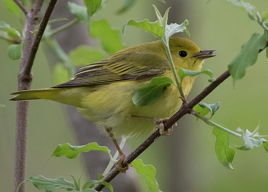 Yellow Warbler Photograph by Wade Aiken