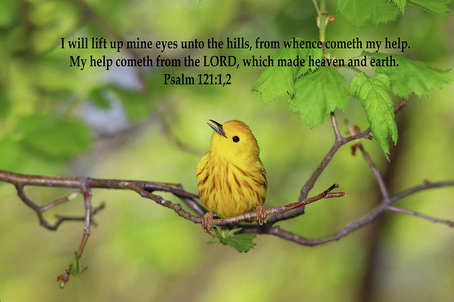 Yellow Warbler with Psalm 121 Photograph by Marlin and Laura Hum