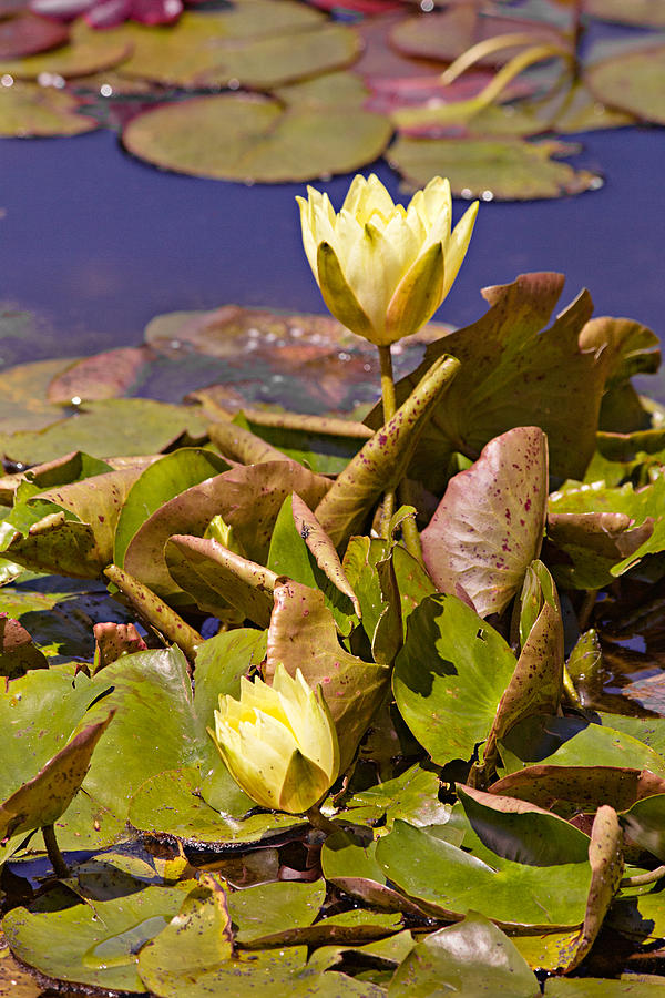 Yellow Water Hyacinth Photograph by Peter J Sucy