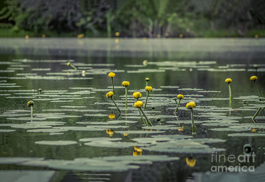 Nature Photograph - Yellow water lilies by Claudia M Photography