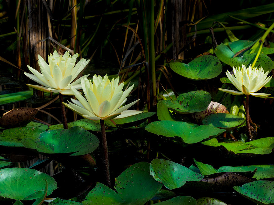 Yellow Water Lilies Photograph by Paula Ponath